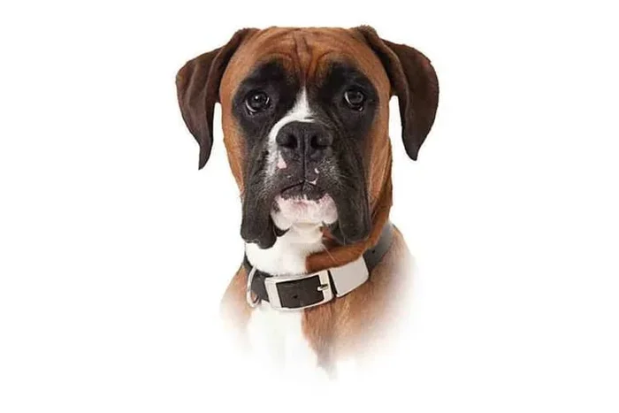 Pet Photoshoot, Print & Voucher – Hoss Photography