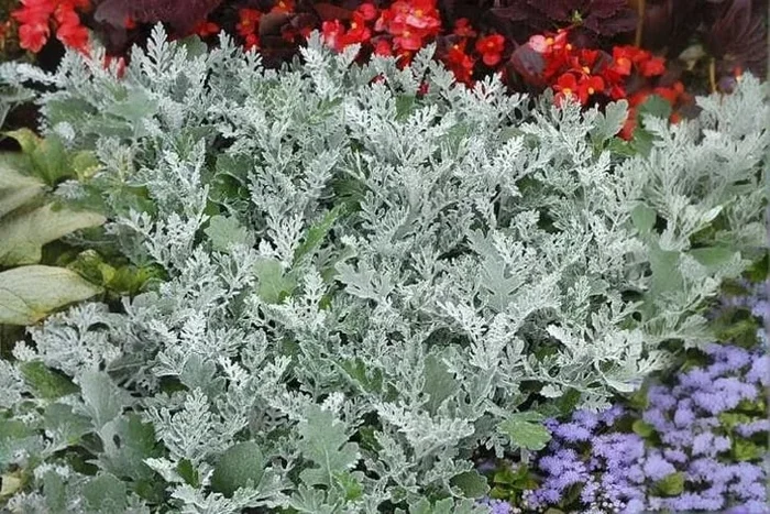 Senecio cineraria ‘Silver Dust’ Perennial