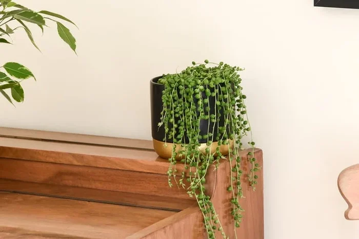 Senecio String of Pearls – Trailing Indoor Succulent, 9cm Pots