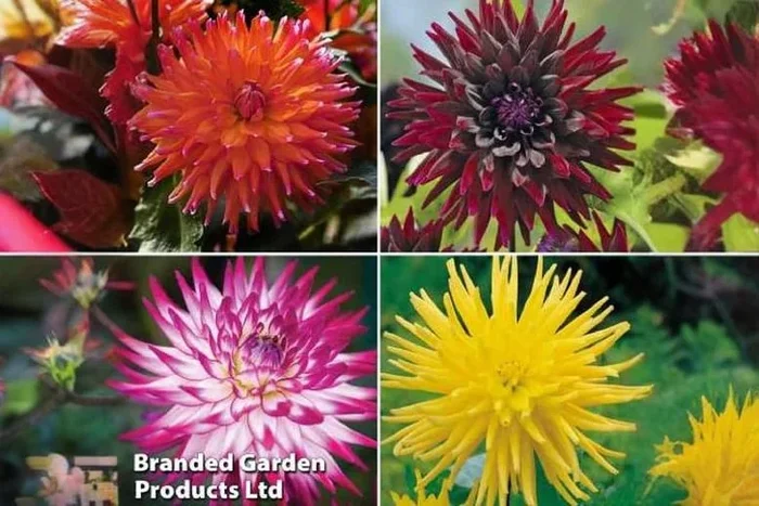Spectacular Dahlia ‘Cactus’ Tubers Collection – Bursting with Colorful Charm!