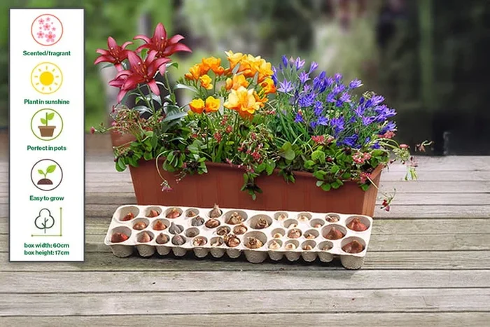 Spring Flowering Balcony & Window Planter Kit – 38 Bulbs, Freesias & Lilies