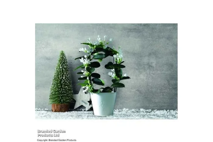 Stephanotis floribunda Delight with Zinc Pot