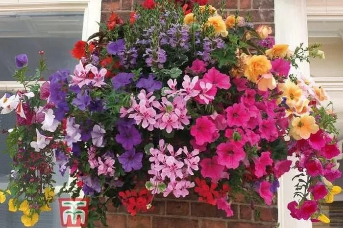 Summer Hanging Basket Plant Collection