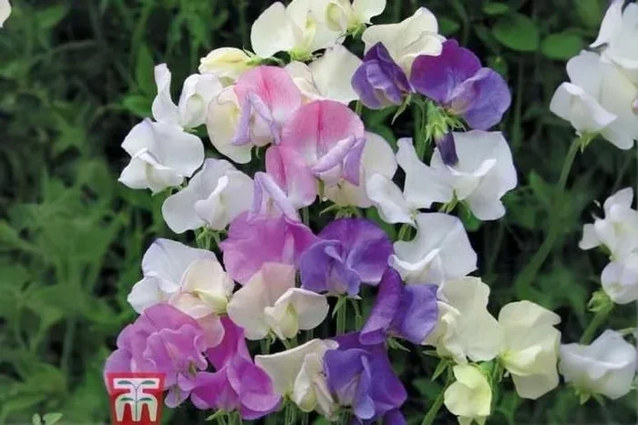 Sweet Pea ‘Scent Infusion’ – Fragrant Flowering Annual Plug Plants