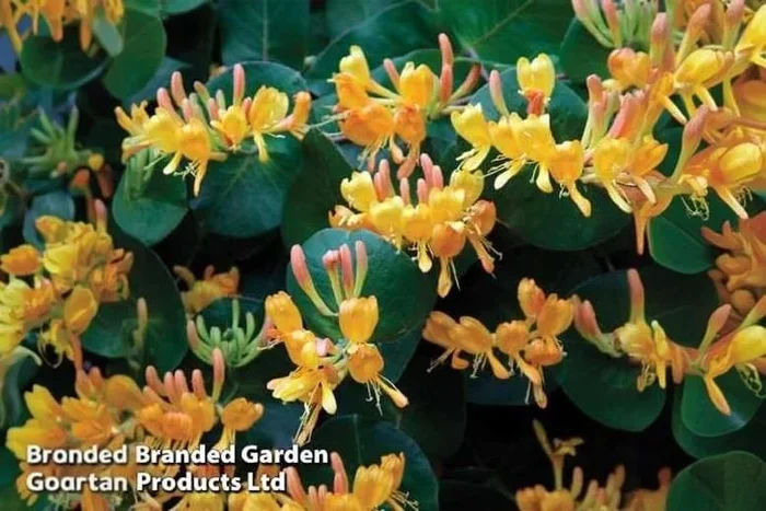 Tellmann’s Honeysuckle – Flowering Climbing Shrub (1 or 3 Pack)