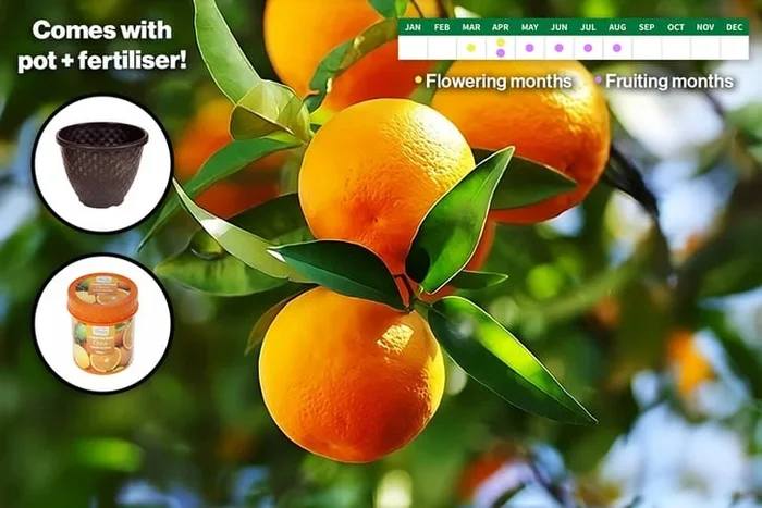 Thomson Citrus Orange Tree – Fragrant, Fruit-Bearing Patio Tree in 4L Pot