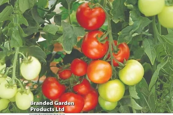 Tomato ‘Moneymaker’ Plug Plants – Classic Fruit, 3 or 6 Pack
