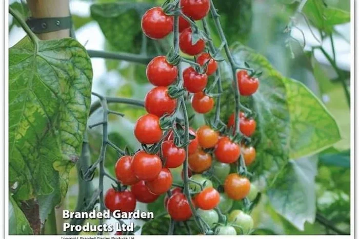 Tomato Sweet Aperitif Plants – 3 or 6 Pack