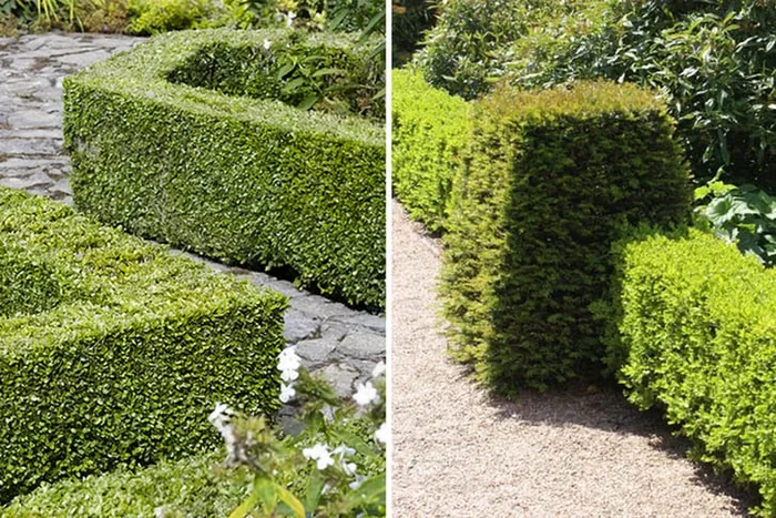 Transform Your Garden: Box Hedging Plants in 9cm Pots – Packs of 10, 25, or 50