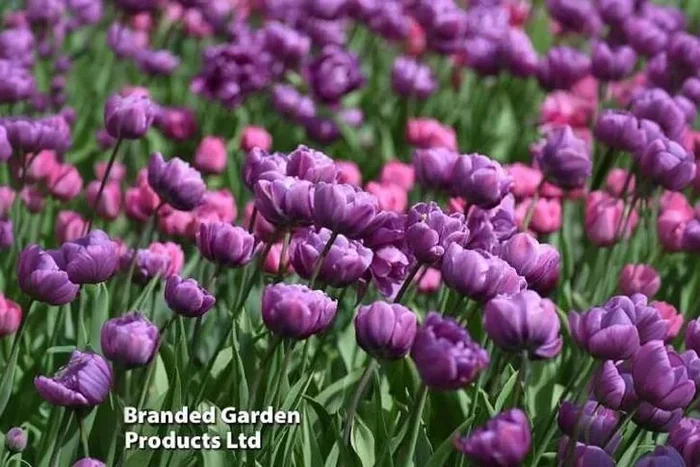 Tulip ‘Blue Diamond’ Peony-Flowering Bulbs – Violet-Purple Blooms, 40cm Tall