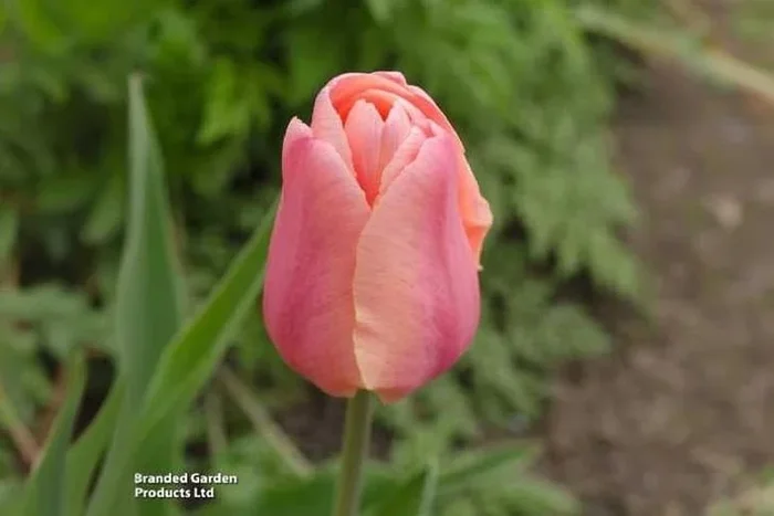 Tulip ‘Blushing Lady’ Flowering Bulbs – Elegant, Tall Spring Blooms