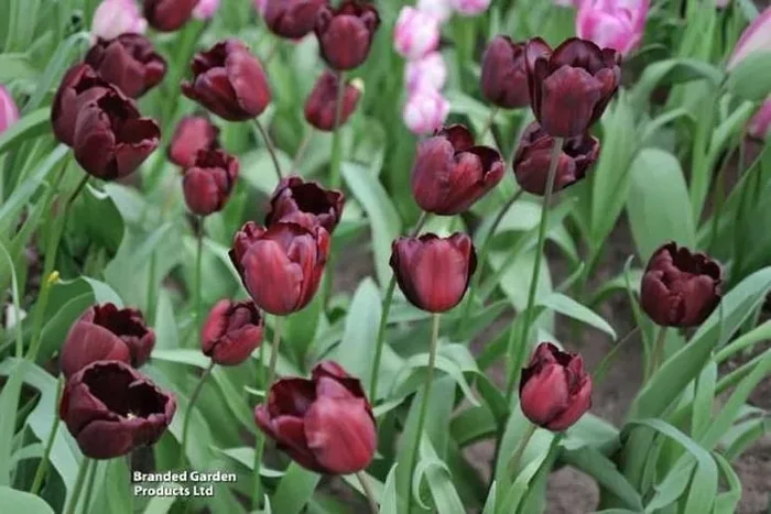 Tulip ‘Queen of Night’ Bulbs – Rich Chocolate-Maroon Flowering Perennial