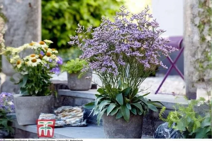 Up to 3 Limonium Dazzle Rocks Plants