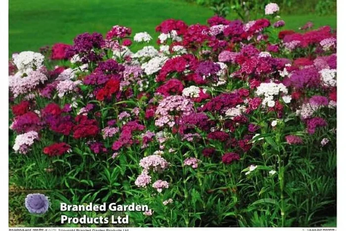 Up to 48 Stunning Sweet William Plants – A Colorful Symphony for Your Garden