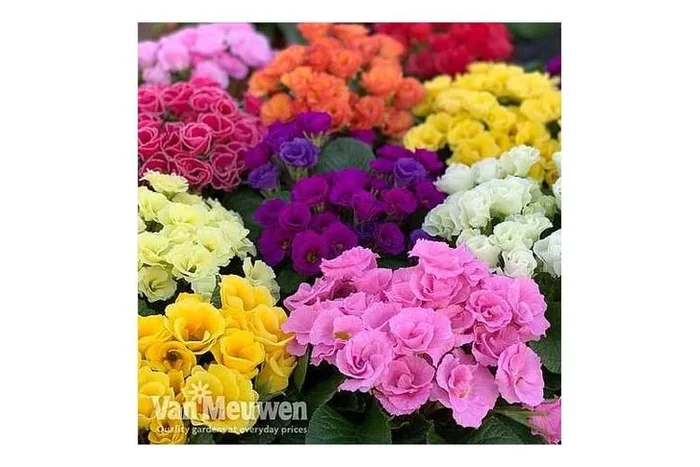 Up to 72 Exquisite Primrose Tropical Plants