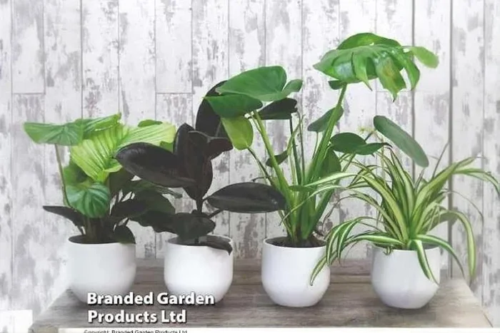 Urban Jungle Houseplant Trio Collection