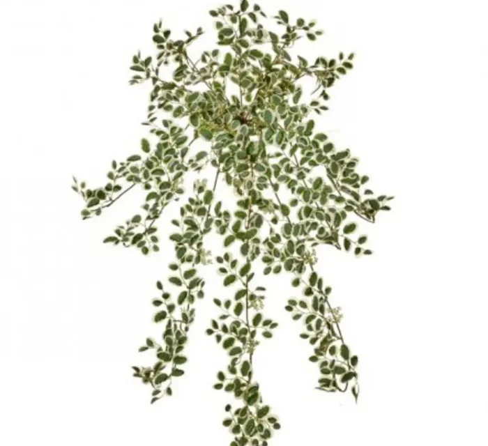 Variegated Button Leaf Bush