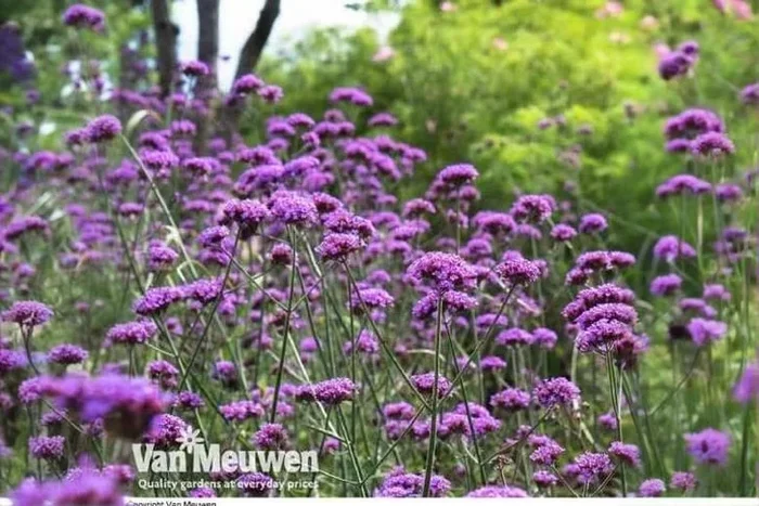 Verbena ‘Buenos Aires’ Perennial Plants