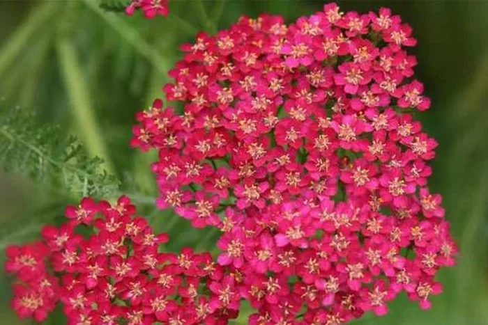 Vibrant Achillea Cerise Queen Plants – Gorgeous Up to 24 Pack!