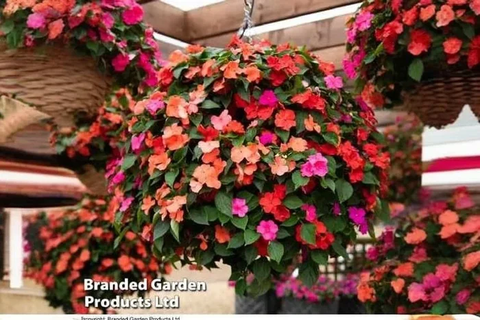 Vibrant Mixed Busy Lizzie Plants – Splash of Mediterranean Color