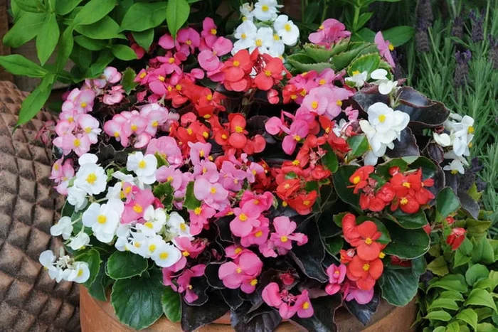 Vibrant Summer Bloom Bedding Collection – 24 Enchanting Plants