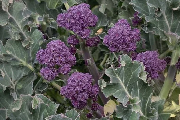Vibrant Summer Purple Sprouting Broccoli Seeds