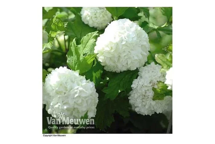 Viburnum Opulus ‘Roseum’ Flowering Shrub – Snowball Tree, 4m Height