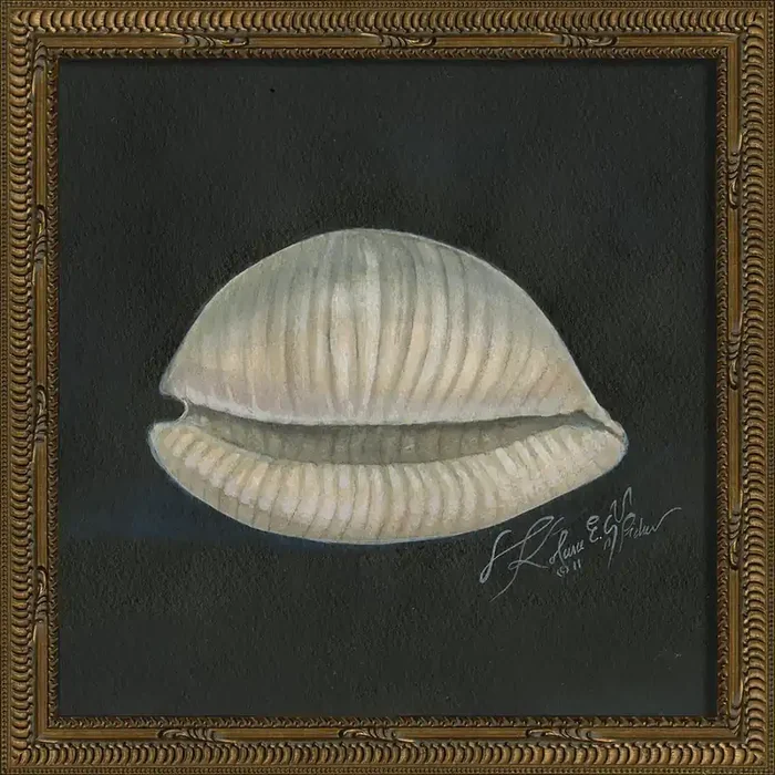 Vintage Seashell II Framed Print 13″ x 13″