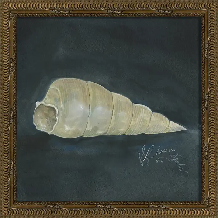 Vintage Seashell III Framed Print 13″ x 13″