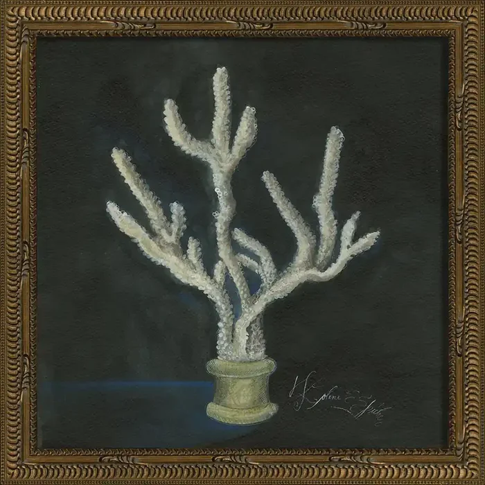 Vintage Seashell VI Framed Print 13″ x 13″