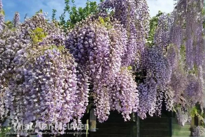 Wisteria Prolific – Flowering Climber, 1 or 2 Potted Plants