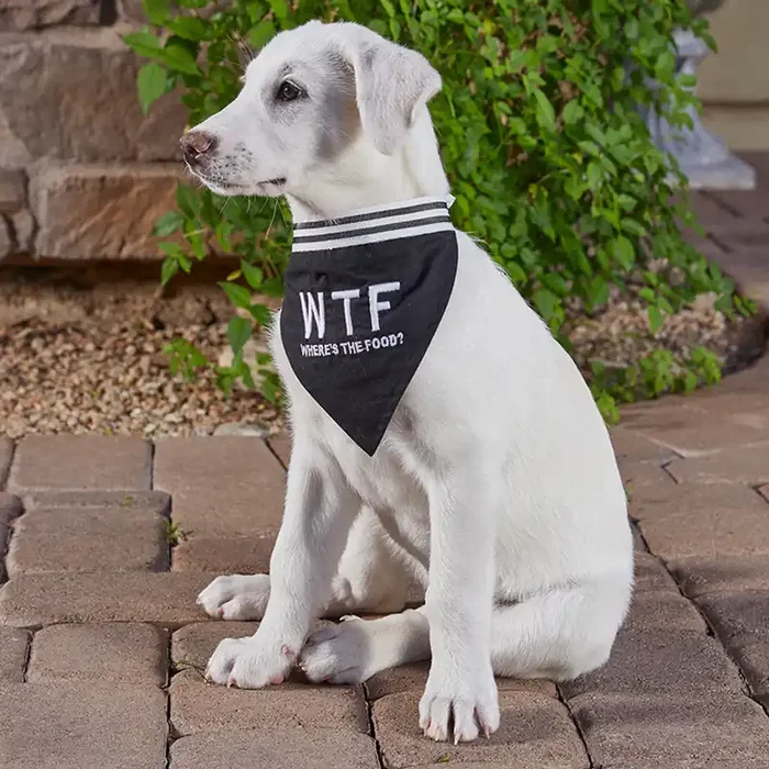 WTF – Where‘s The Food? Pet Bandana in Black Cotton Pet Accessory 9″ x 6″